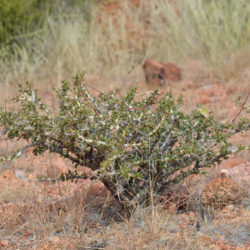 Monsonia salmoniflora - Bushman's Candle