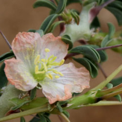 Monsonia salmoniflora - Bushman's Candle