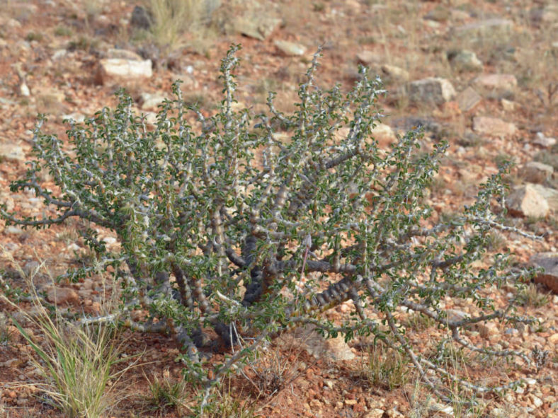 Sarcocaulon salmoniflorum (Bushman's Candle) aka Monsonia salmoniflora