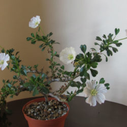 Monsonia vanderietiae (Bushman's Candle)