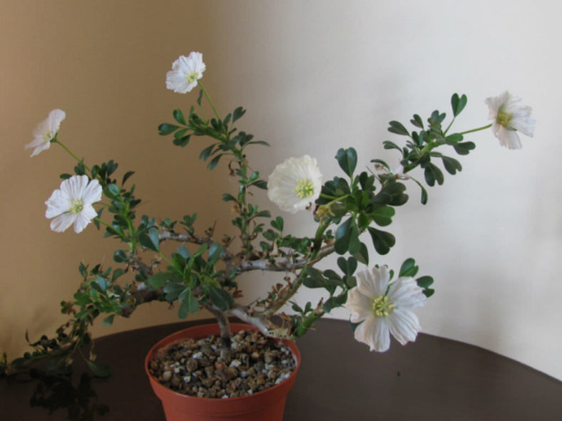 Sarcocaulon vanderietiae (Bushman's Candle) aka Monsonia vanderietiae