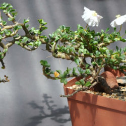 Monsonia vanderietiae (Bushman's Candle)