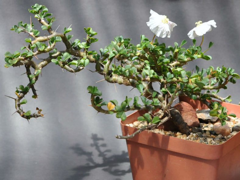 Sarcocaulon vanderietiae (Bushman's Candle) aka Monsonia vanderietiae