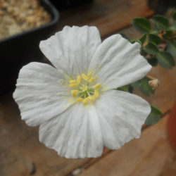 Monsonia vanderietiae (Bushman's Candle)