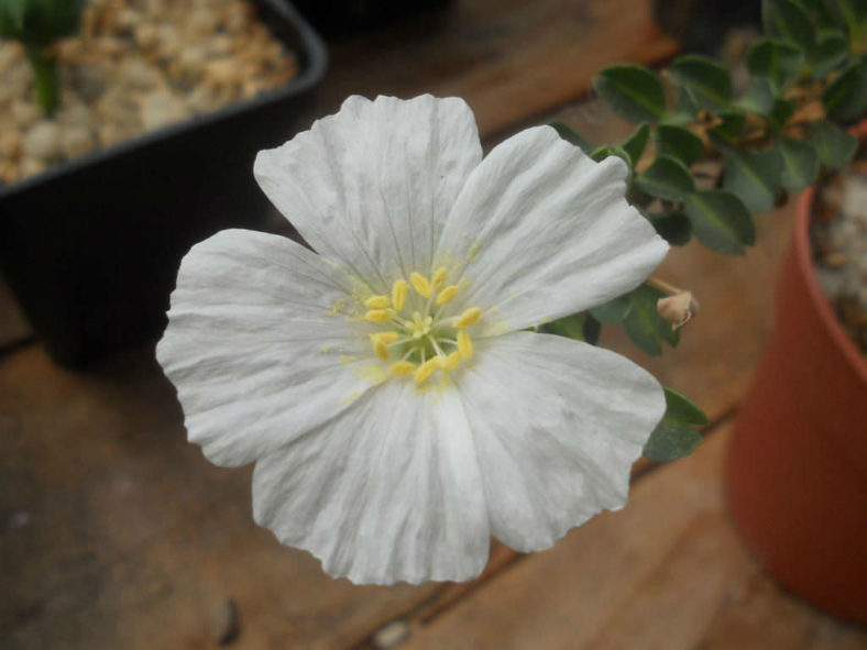 Sarcocaulon vanderietiae (Bushman's Candle) aka Monsonia vanderietiae