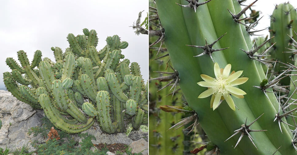 Myrtillocactus cochal (Candelabra Cactus) World of Succulents