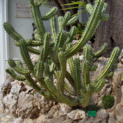 Myrtillocactus cochal (Candelabra Cactus)