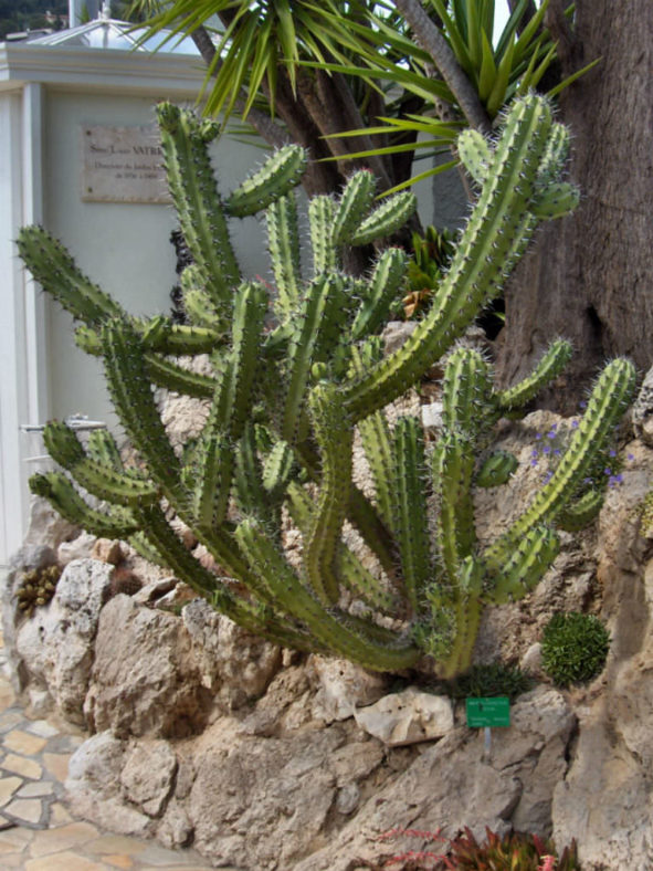 Myrtillocactus cochal (Candelabra Cactus)