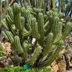 Myrtillocactus cochal (Candelabra Cactus)