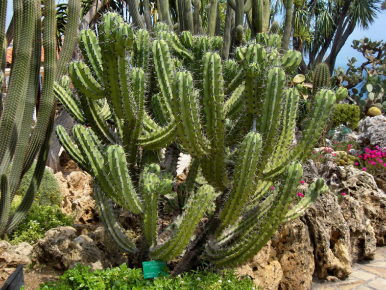 Myrtillocactus cochal (Candelabra Cactus)