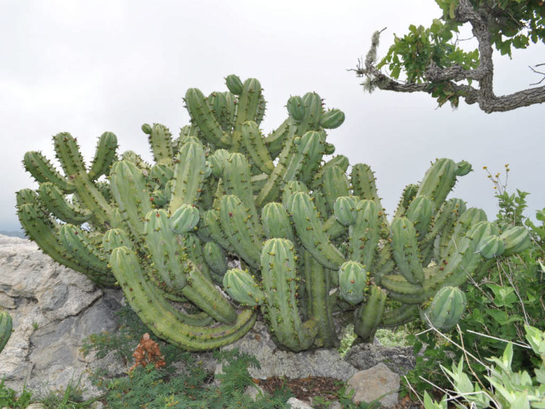 Myrtillocactus cochal (Candelabra Cactus)