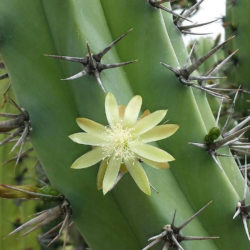 Myrtillocactus cochal (Candelabra Cactus)