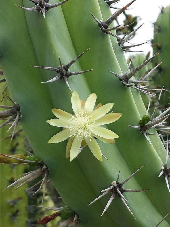 Myrtillocactus cochal (Candelabra Cactus)