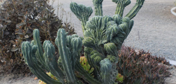 Myrtillocactus geometrizans f. cristatus - World of Succulents