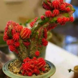 +Myrtillocalycium 'Polyp'