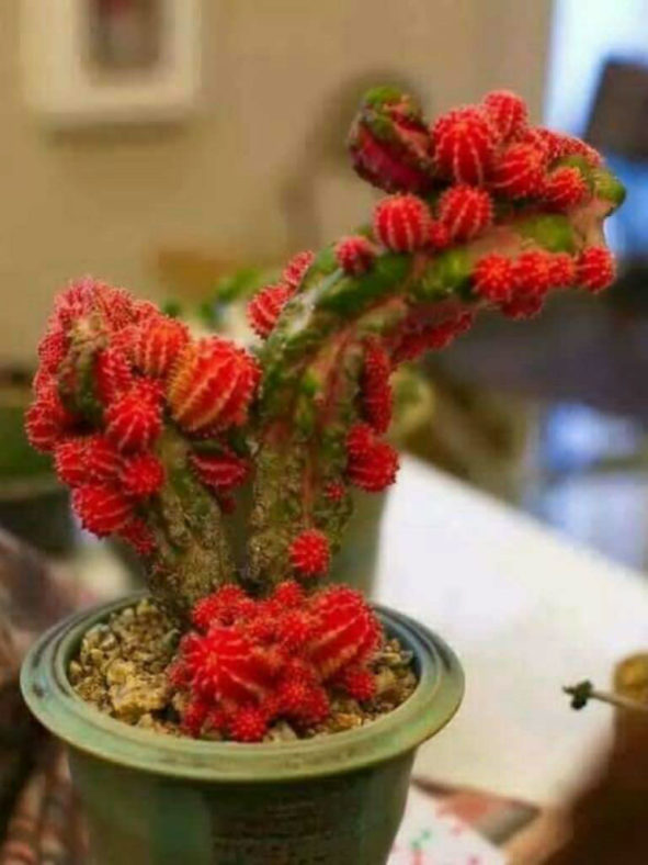 +Myrtillocalycium 'Polyp'
