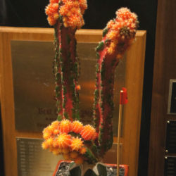 +Myrtillocalycium 'Polyp'