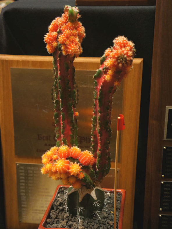 +Myrtillocalycium 'Polyp'