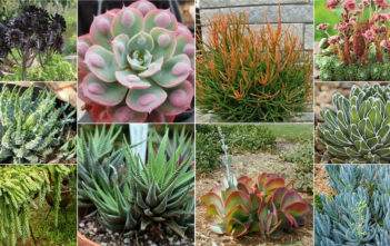 10 Outstanding Succulents Outstanding Succulents