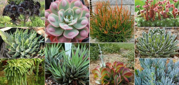 Browse Succulents by Scientific Name - World of Succulents