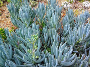 10 Outstanding Succulents - World of Succulents