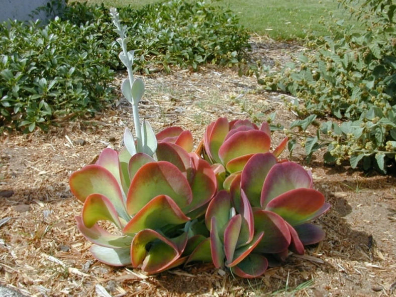 Outstanding Succulents (Kalanchoe luciae)
