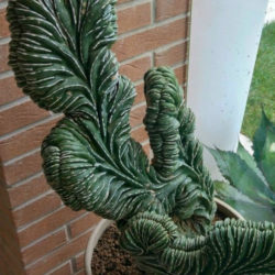 Pachycereus marginatus f. cristatus