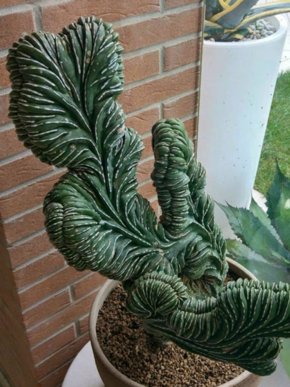 Marginatocereus marginatus f. cristatus aka Pachycereus marginatus f. cristatus