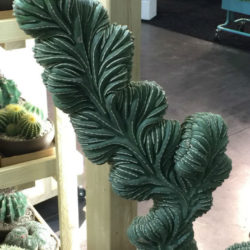 Pachycereus marginatus f. cristatus