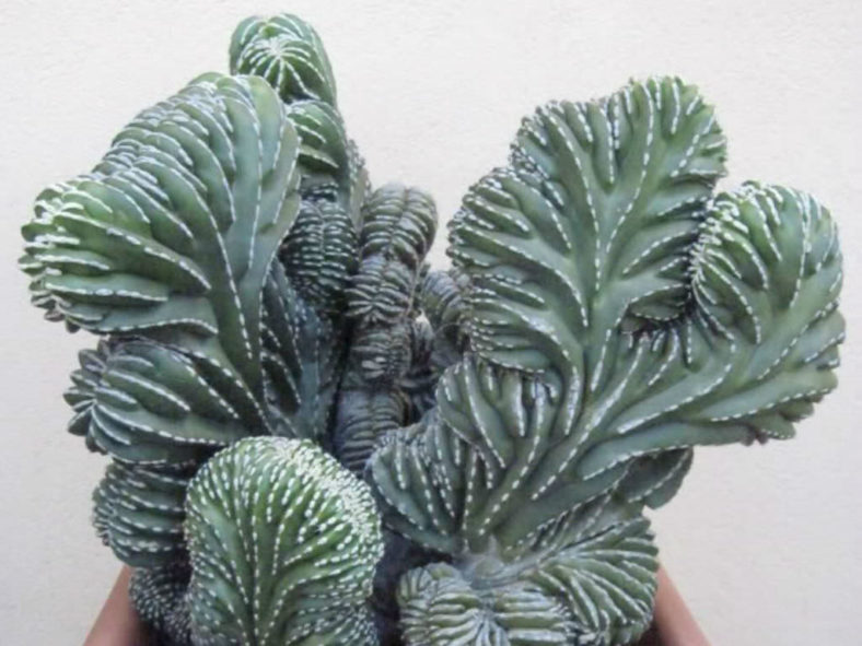 Marginatocereus marginatus f. cristatus aka Pachycereus marginatus f. cristatus