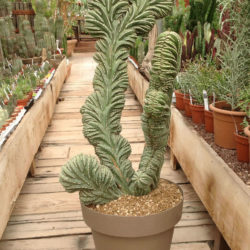 Pachycereus marginatus f. cristatus