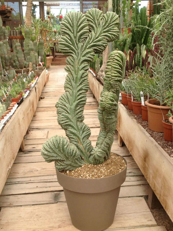 Marginatocereus marginatus f. cristatus aka Pachycereus marginatus f. cristatus