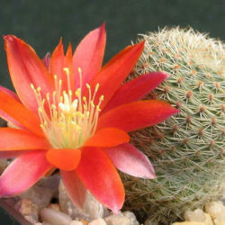 Rebutia heliosa subsp. teresae