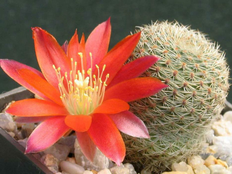 Rebutia heliosa subsp. teresae