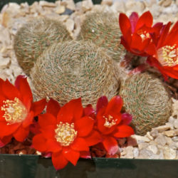 Rebutia heliosa subsp. teresae