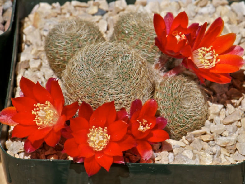 Rebutia heliosa subsp. teresae
