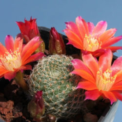 Rebutia heliosa subsp. teresae