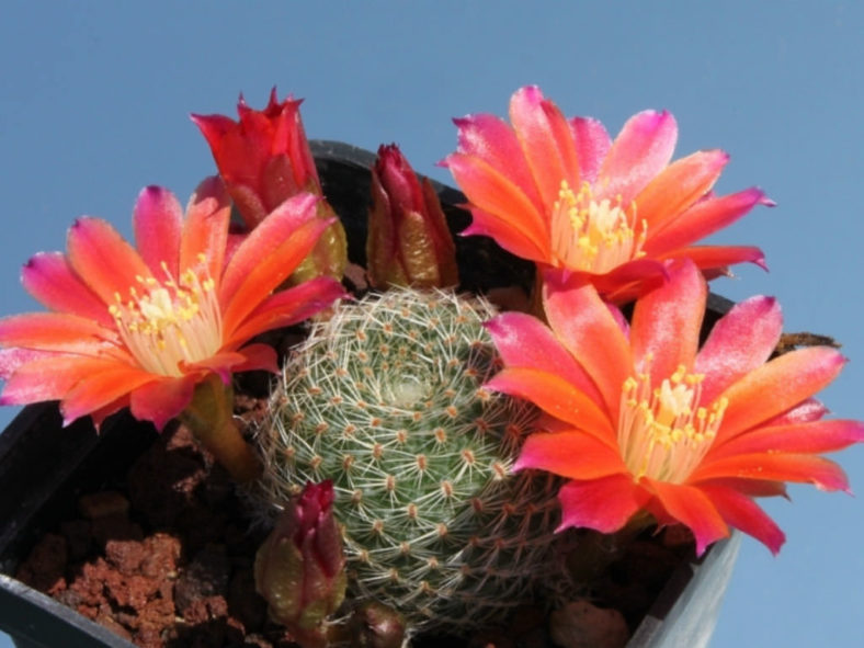 Rebutia heliosa subsp. teresae