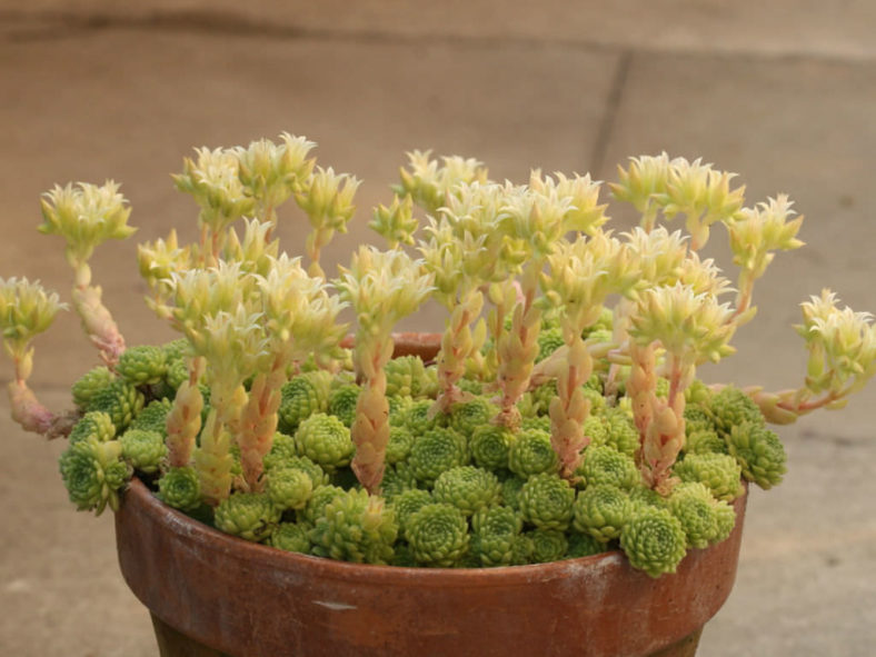 Chaloupkaea chrysantha aka Prometheum chrysanthum or Rosularia chrysantha