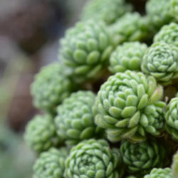 Prometheum chrysanthum aka Rosularia chrysantha