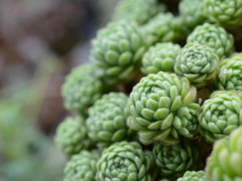 Chaloupkaea chrysantha aka Prometheum chrysanthum or Rosularia chrysantha