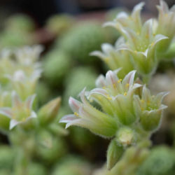 Prometheum chrysanthum aka Rosularia chrysantha