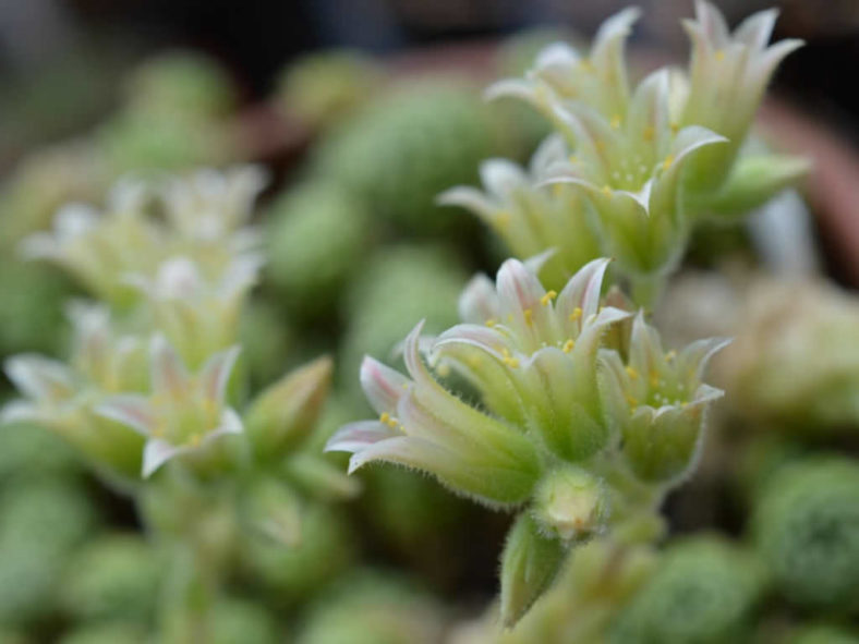 Chaloupkaea chrysantha aka Prometheum chrysanthum or Rosularia chrysantha