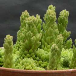 Prometheum chrysanthum aka Rosularia chrysantha