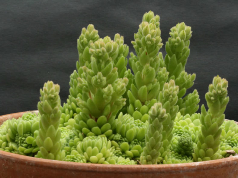 Chaloupkaea chrysantha aka Prometheum chrysanthum or Rosularia chrysantha