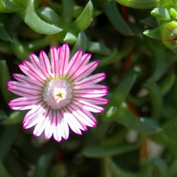 Ruschia lineolata (Carpet of Stars)