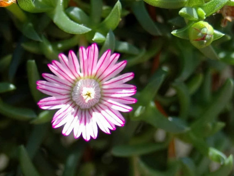 Ruschia lineolata (Carpet of Stars)