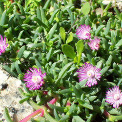 Ruschia lineolata (Carpet of Stars)