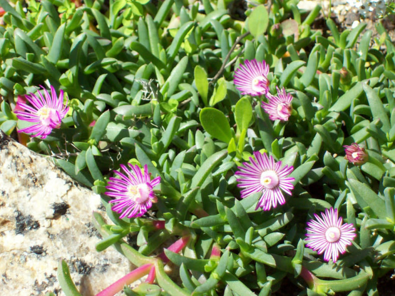 Ruschia lineolata (Carpet of Stars)