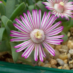 Ruschia lineolata (Carpet of Stars)
